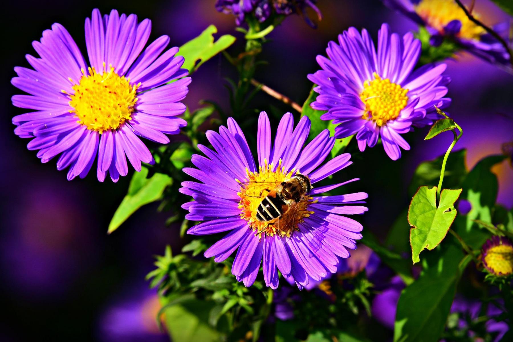 Asters are a great fall-blooming flower for pollinators.