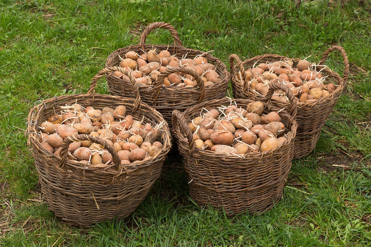 Picture of basket of sprouted Potatoes.
