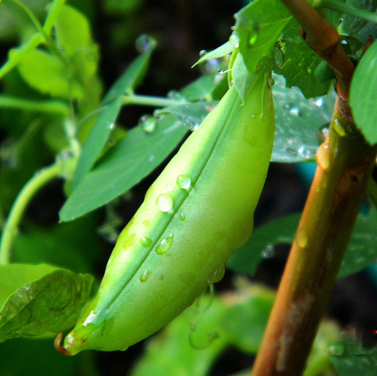Image of garden peas.