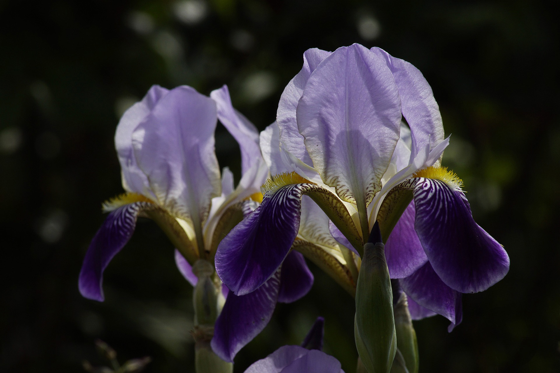 Picture of Iris flowers.