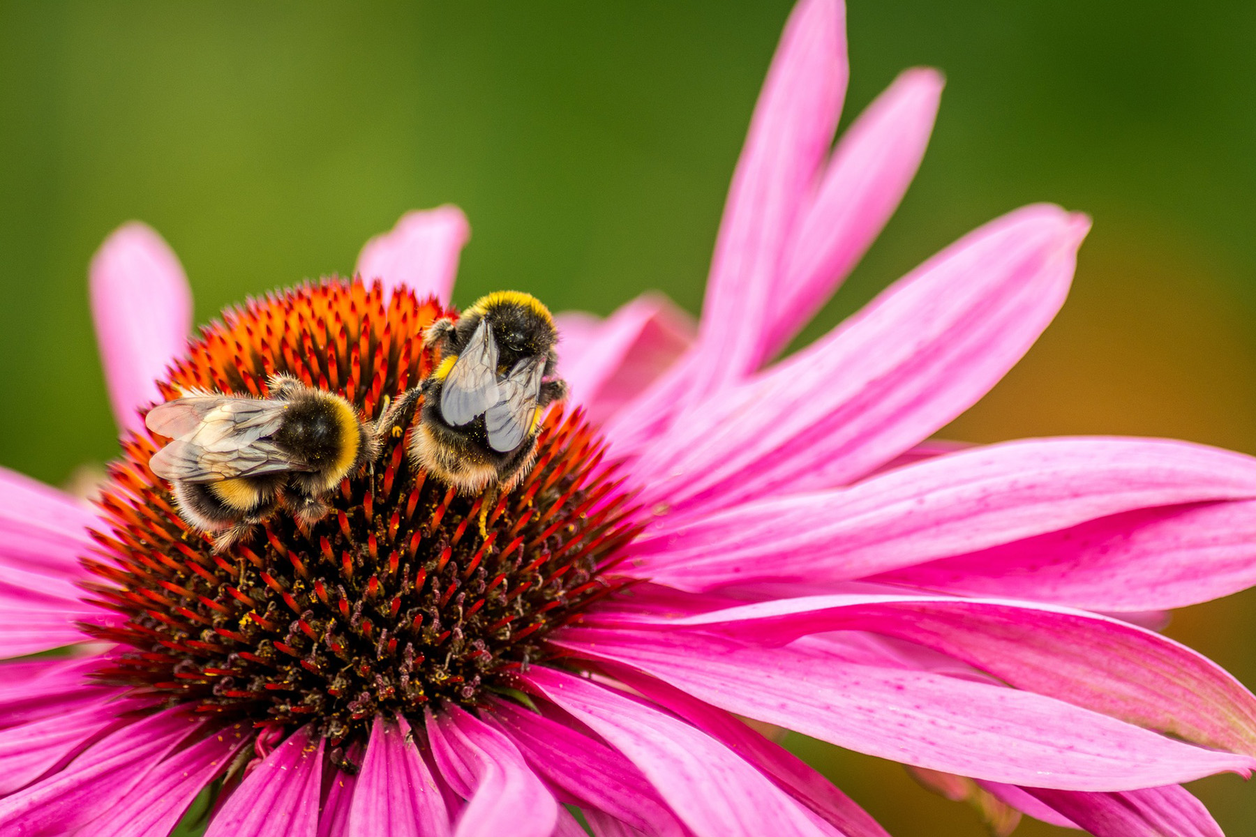 Picture of Bees on Coneflower