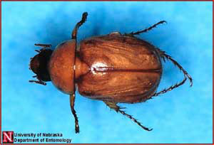 Picture of adult masked chafer or June beetle, which is native to Nebraska.