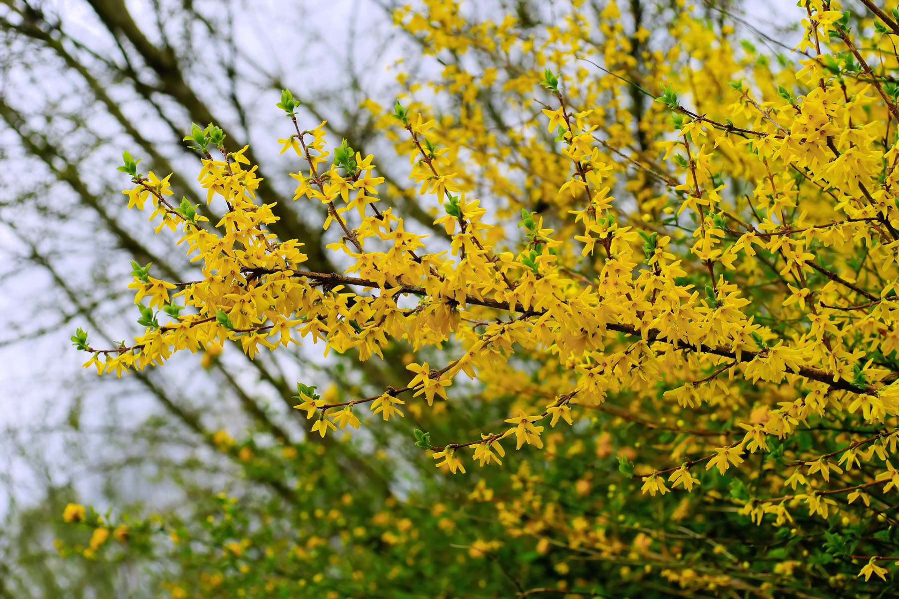 Picture of spring blooming shrub, forsythia