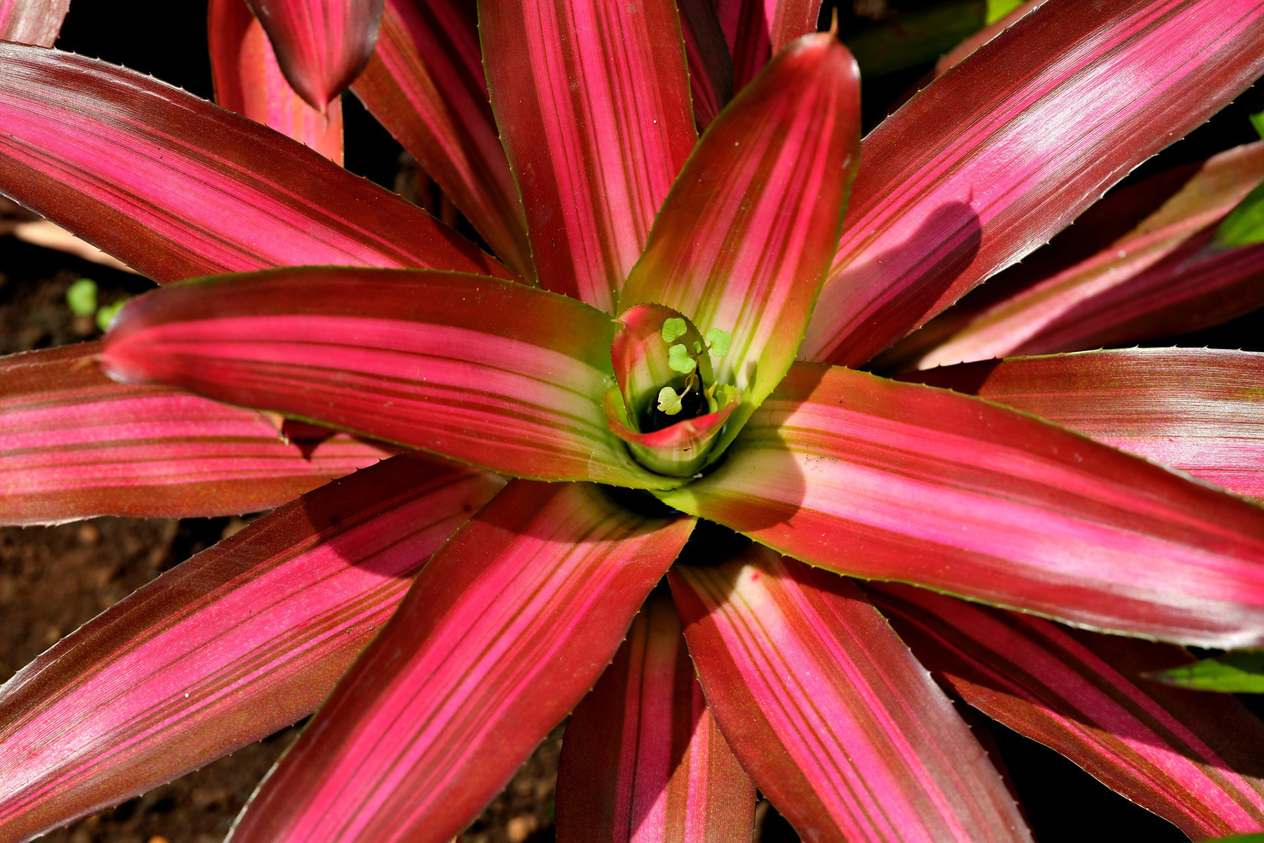 Picture of Red Bromeliad Plant