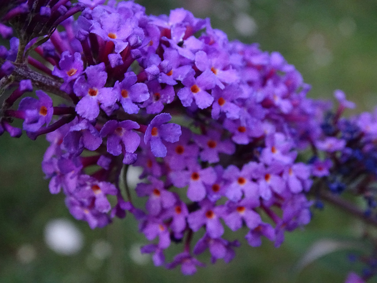 Close-up of butterfly bush flowers. 