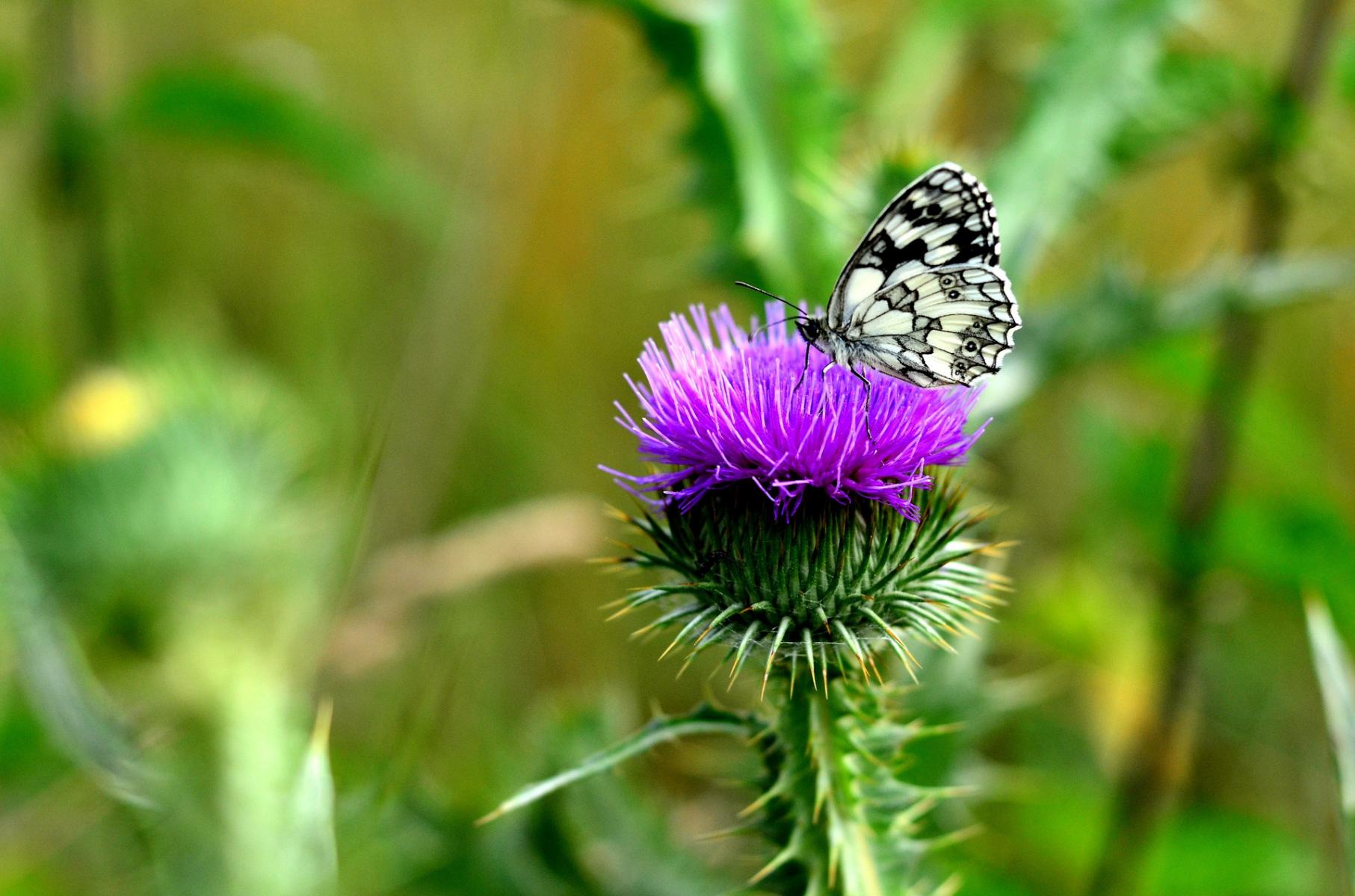 Image of a butterfly on a thistle flower. 
