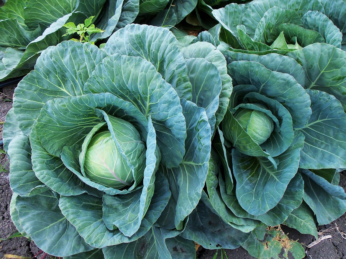 Image of cabbage heads growing in garden. 