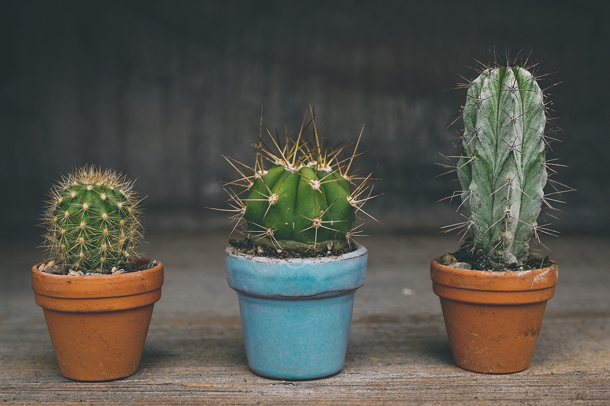 Picture of three kinds of Cactus.
