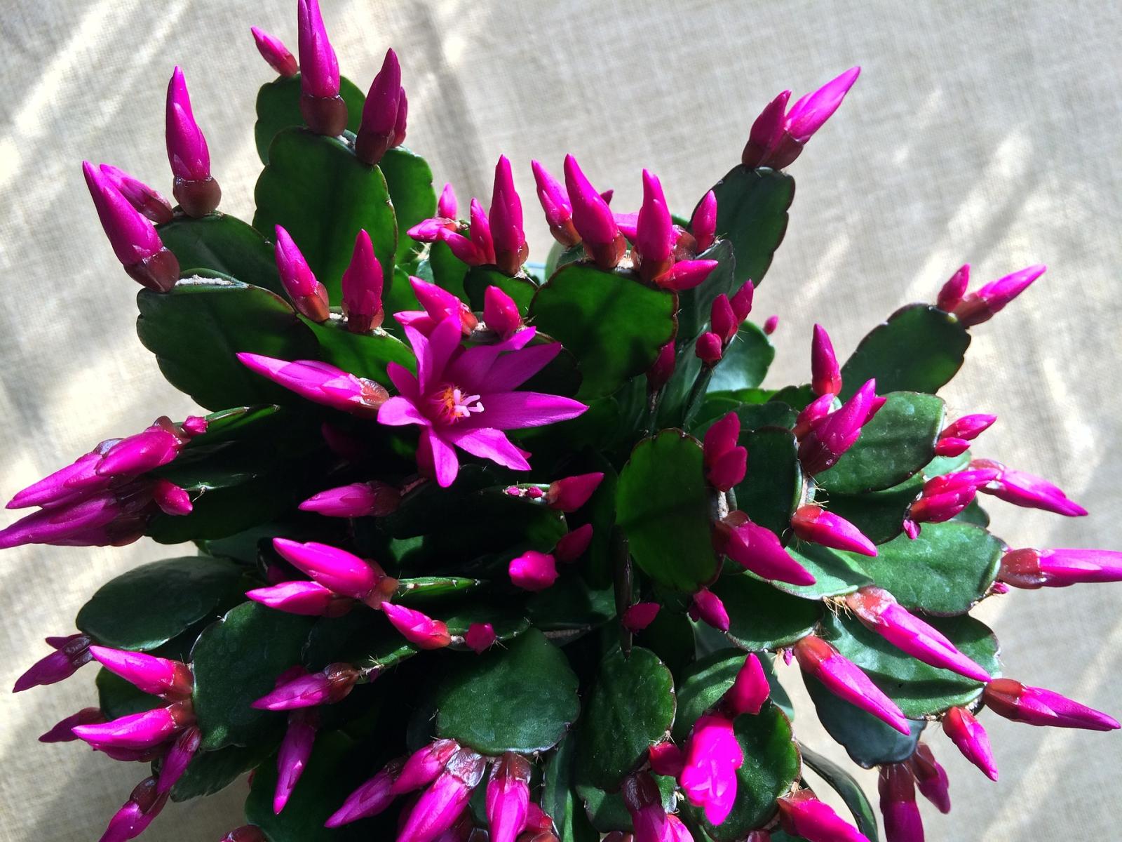 Image of a Christmas cactus in bloom. 