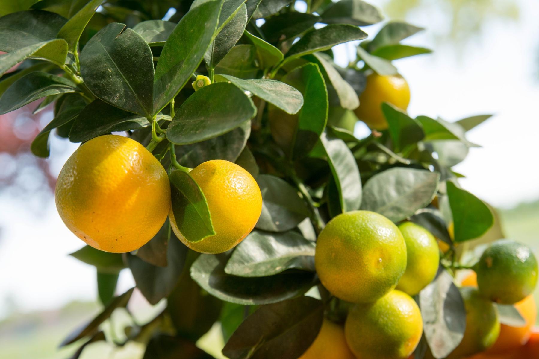 Image of 'Calamondin' orange fruits.