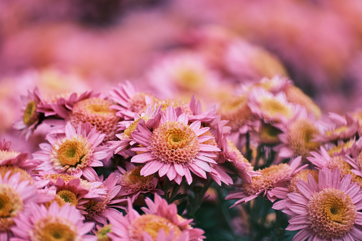 Chrysanthemum Flowering Season – Doff Portland Limited