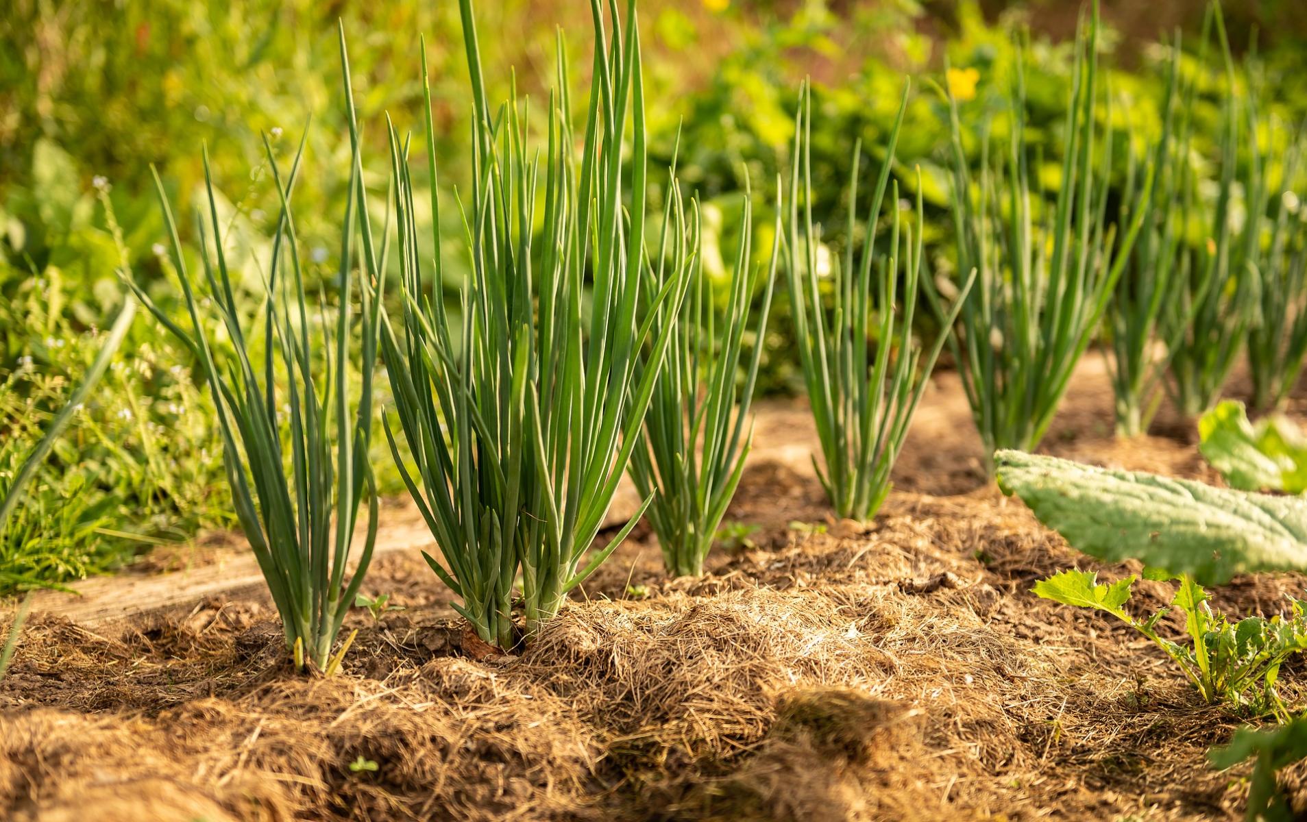 Row of mature green onions with no weeds around and dry grass clippings along the row.