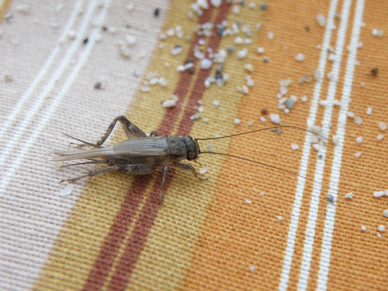  Picture of a cricket