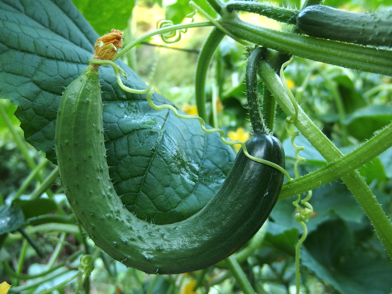 Picture of Cucumber of the vine. 