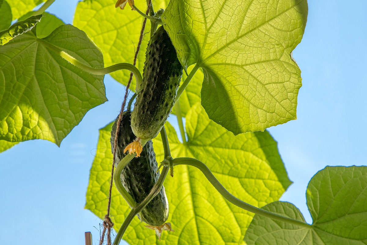 Image of cucumber vines. 