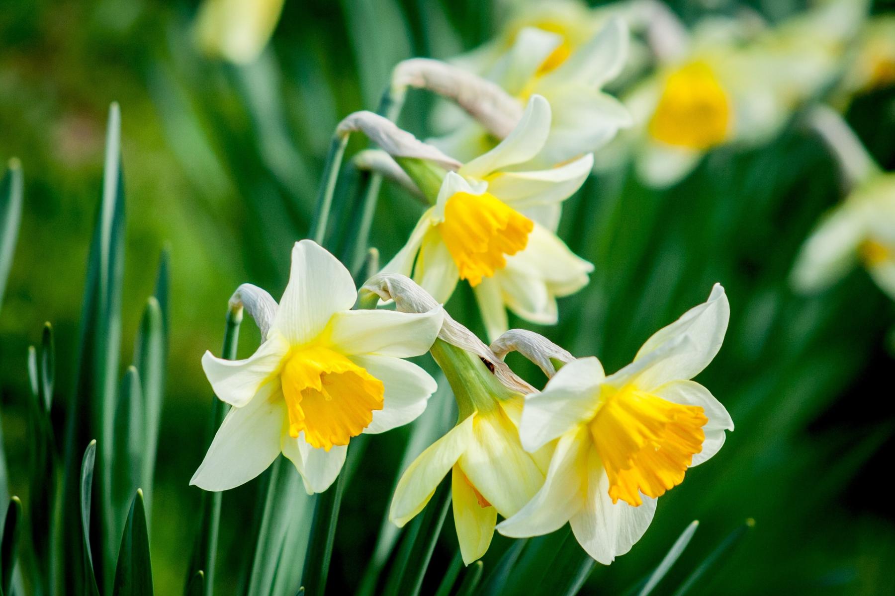 Picture of Daffodil Bulbs
