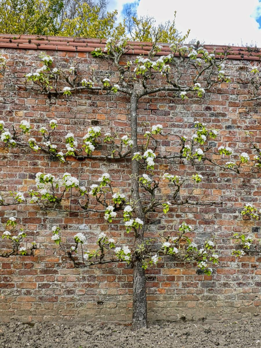 Picture of espalier fruit tree against a brick wall.