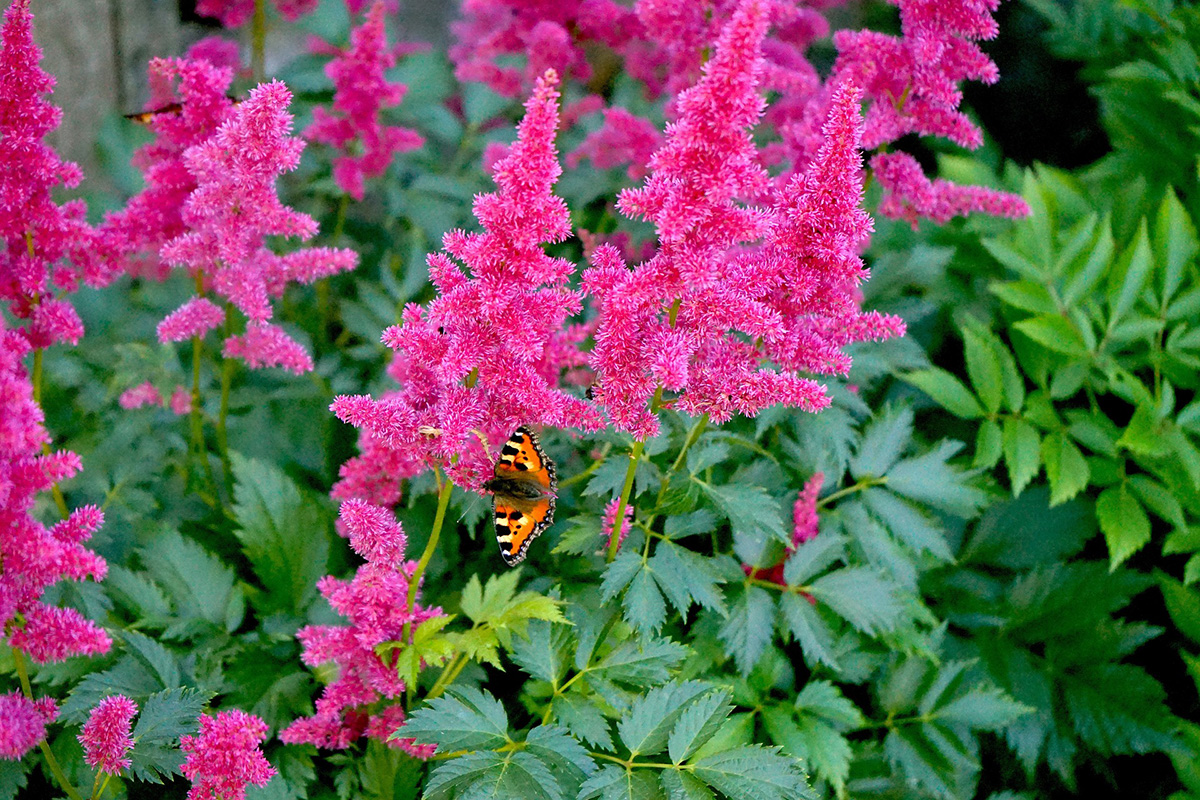 Picture of astilbe, a great plant for a shade garden.