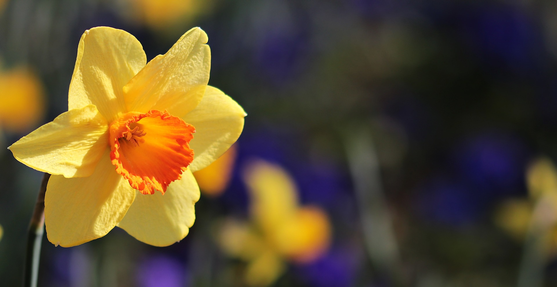 Picture of Daffodil flower