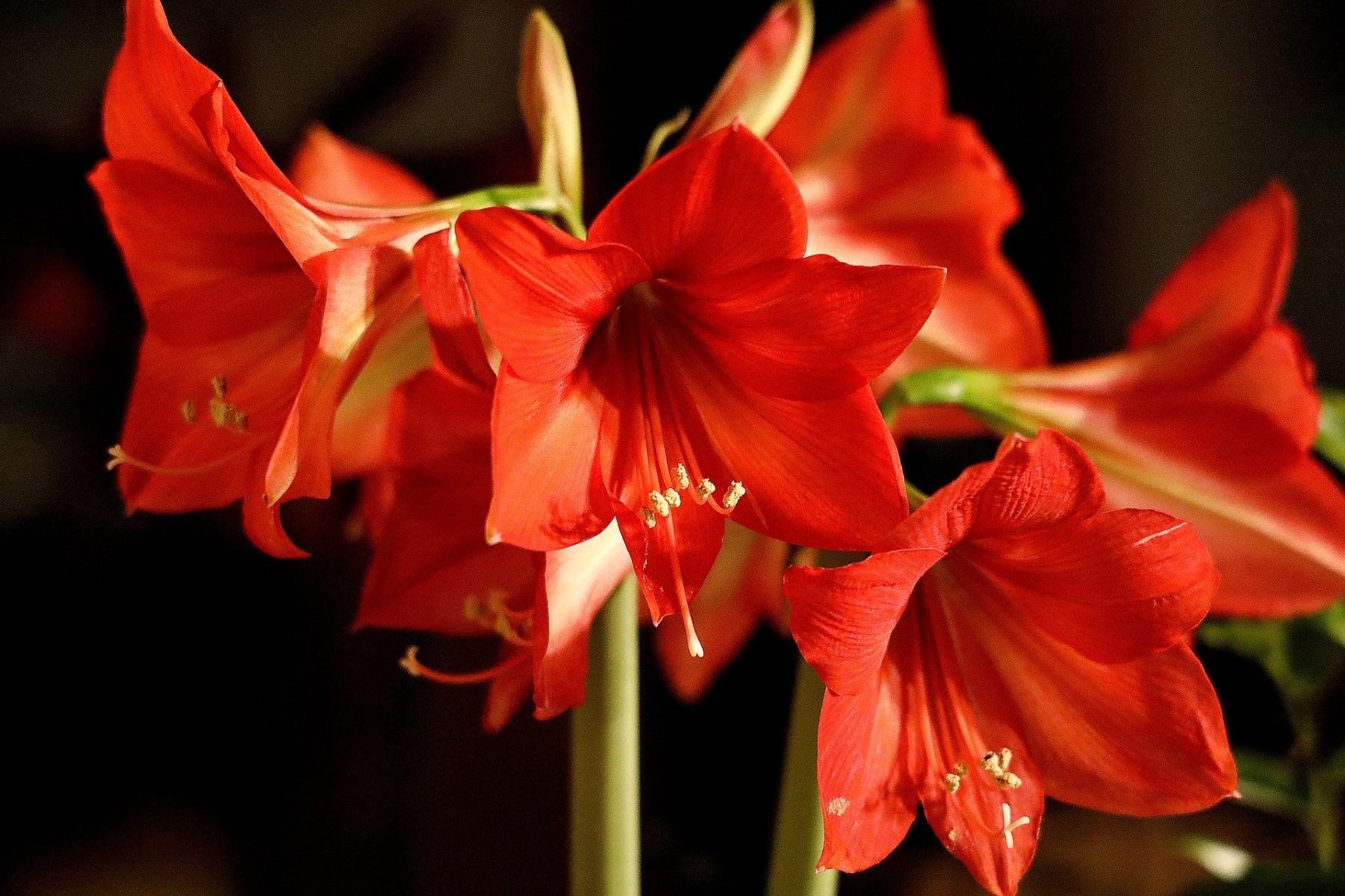  Picture of an Amaryllis