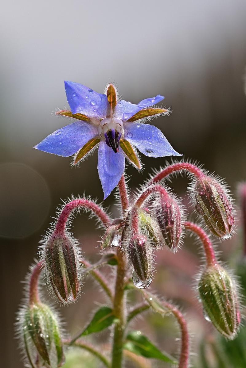 Picture of borage flower