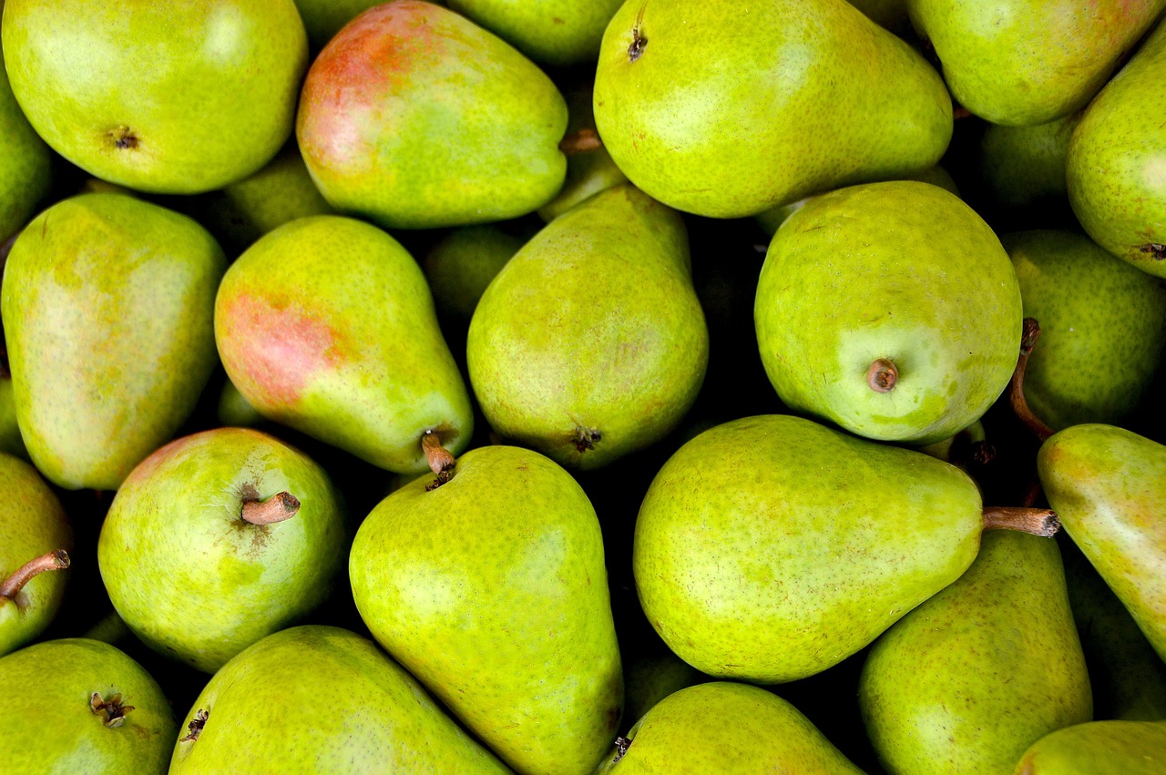 Beautiful fresh ripe juicy pears hang on a tree branch in the