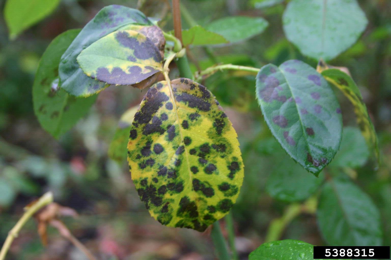 Close up of rose leaf with black spots