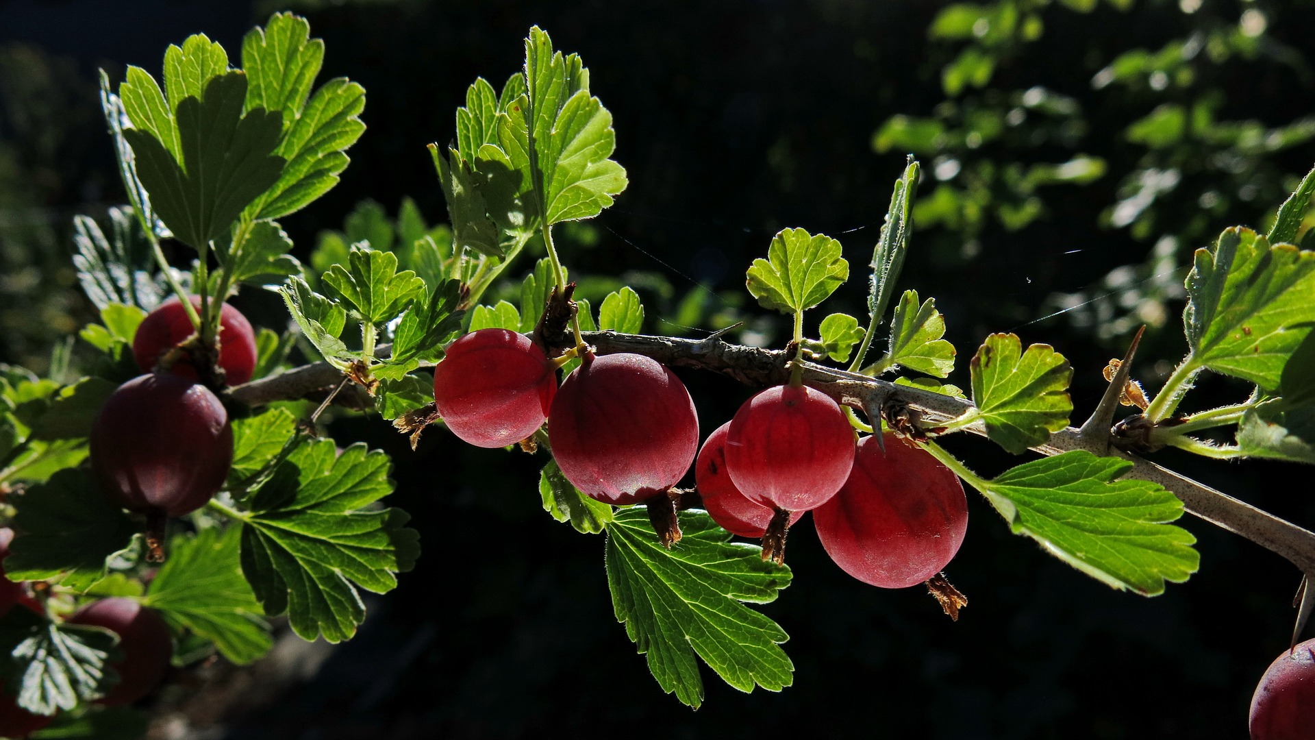  Picture of Growing Gooseberries