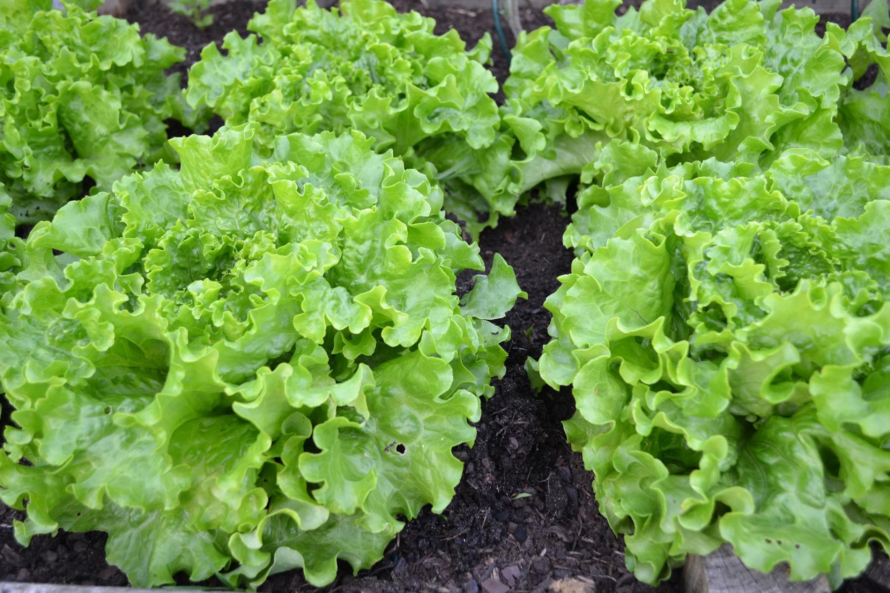 Image of leaf lettuce. 