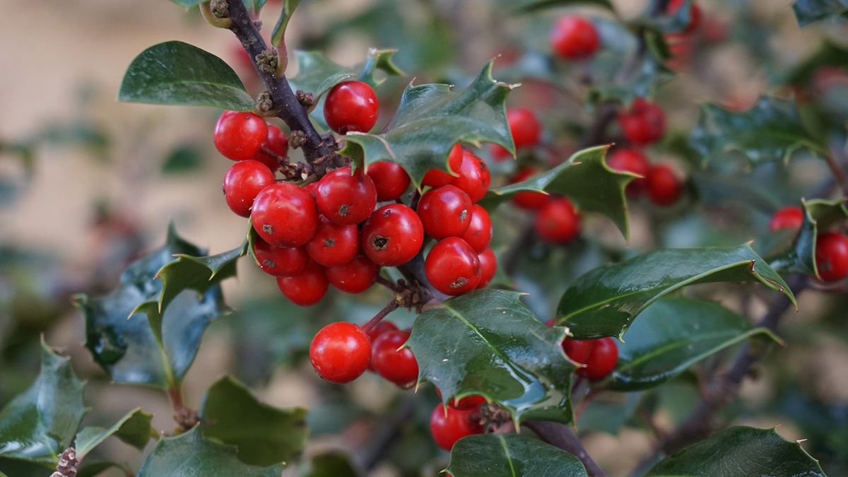 Image of holly berries. 