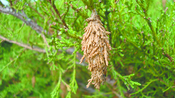 Bagworm on cedar - photo by Mary Jane Frogge