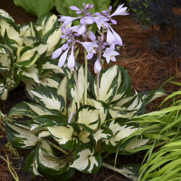 Image of Hosta 'Fire and Ice' from Walters Gardens. 