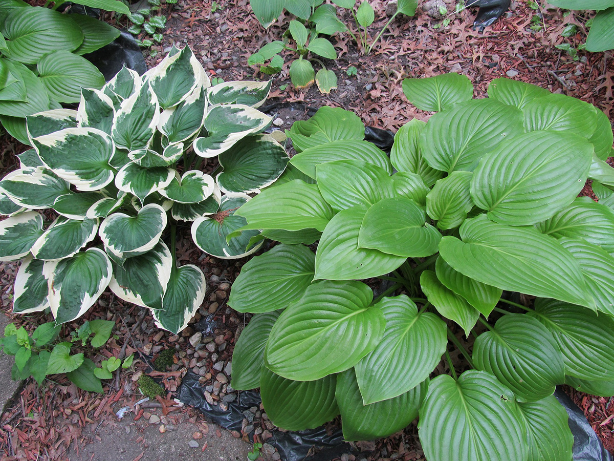 Picture of hosta plants, great additions to a shade garden.