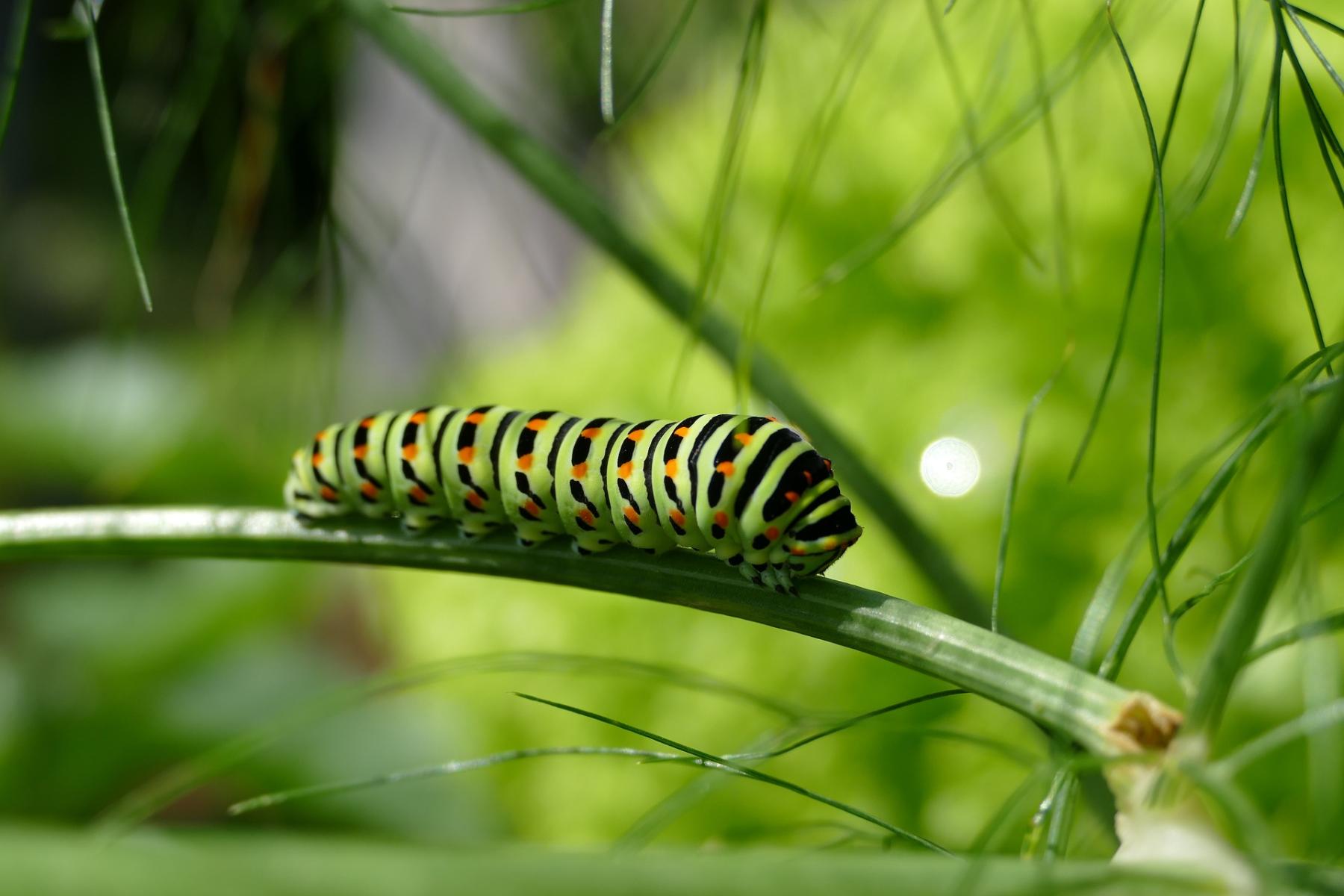 Image of a swallowtail butterfly caterpillar. 
