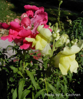 Snapdragons are an easy to grow annual flower