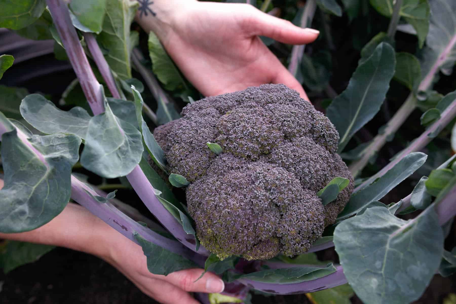 Broccoli-'Purple-Magic'