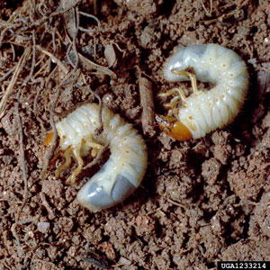Image of immature white grubs in soil. 