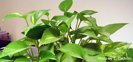 Winter Care of Indoor Plants (winter_houseplants) | Nebraska Extension ...