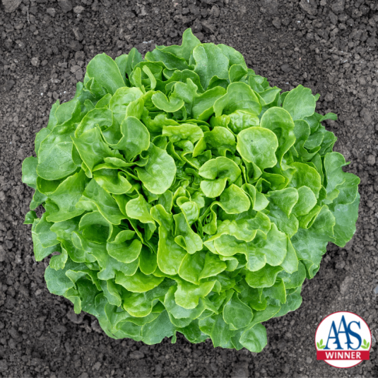 Image of compact lettuce type suitable for container growing. 