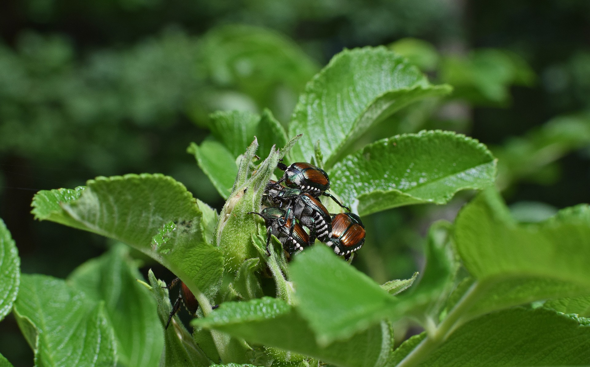 Image of adult Japanese beetles. 