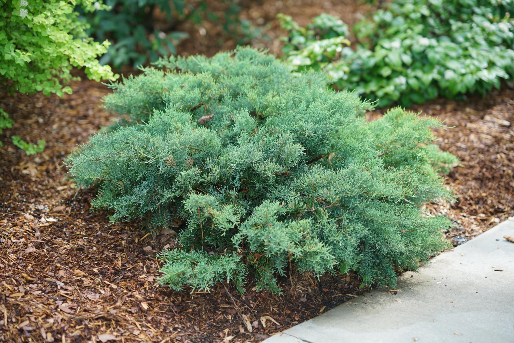 Picture of Juniperus montana moss shrub.