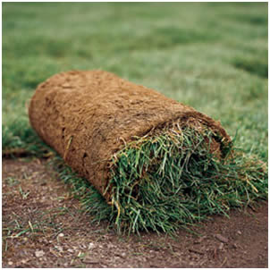 Picture of sod 