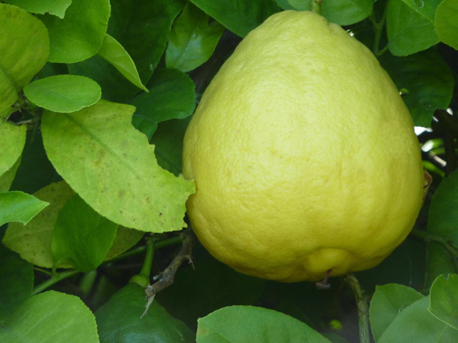 Picture of 'Ponderosa' lemon fruit.