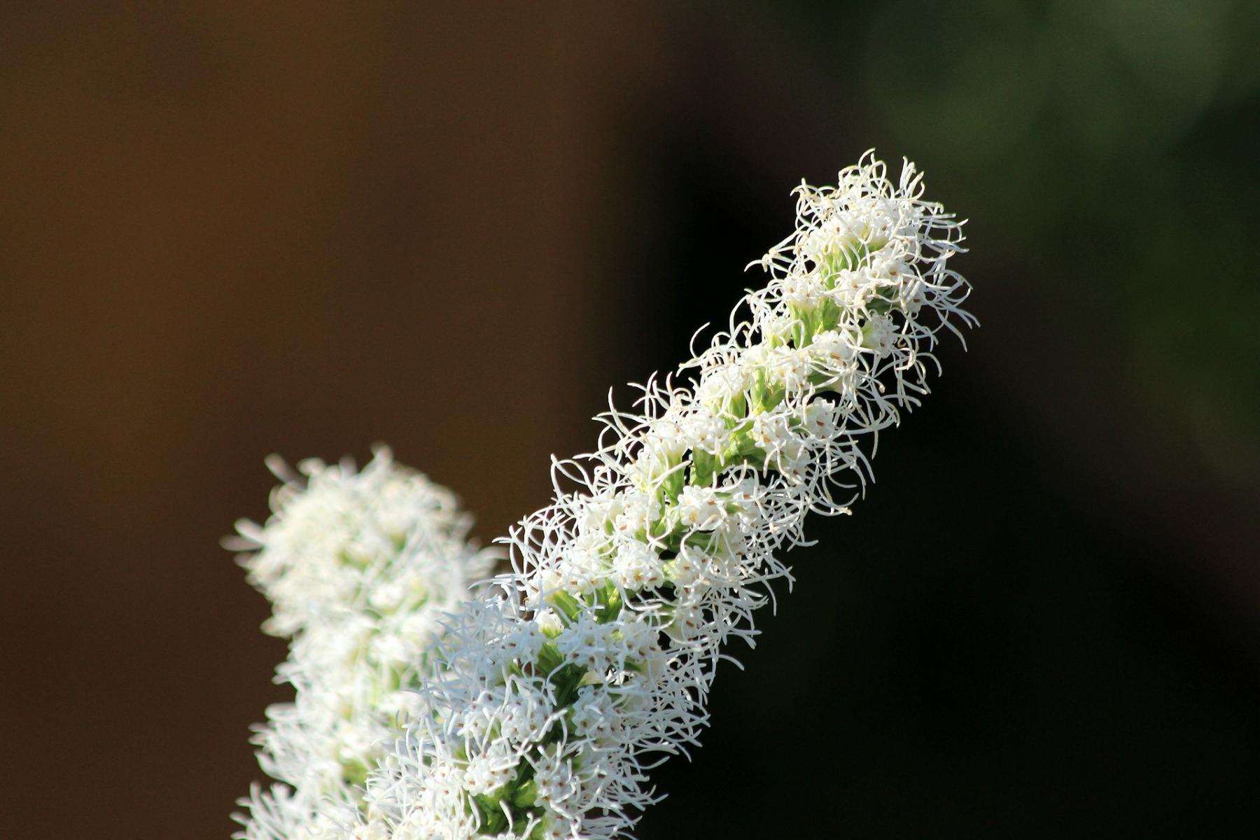 Picture of Liatris alba, white-flowering liatris. 