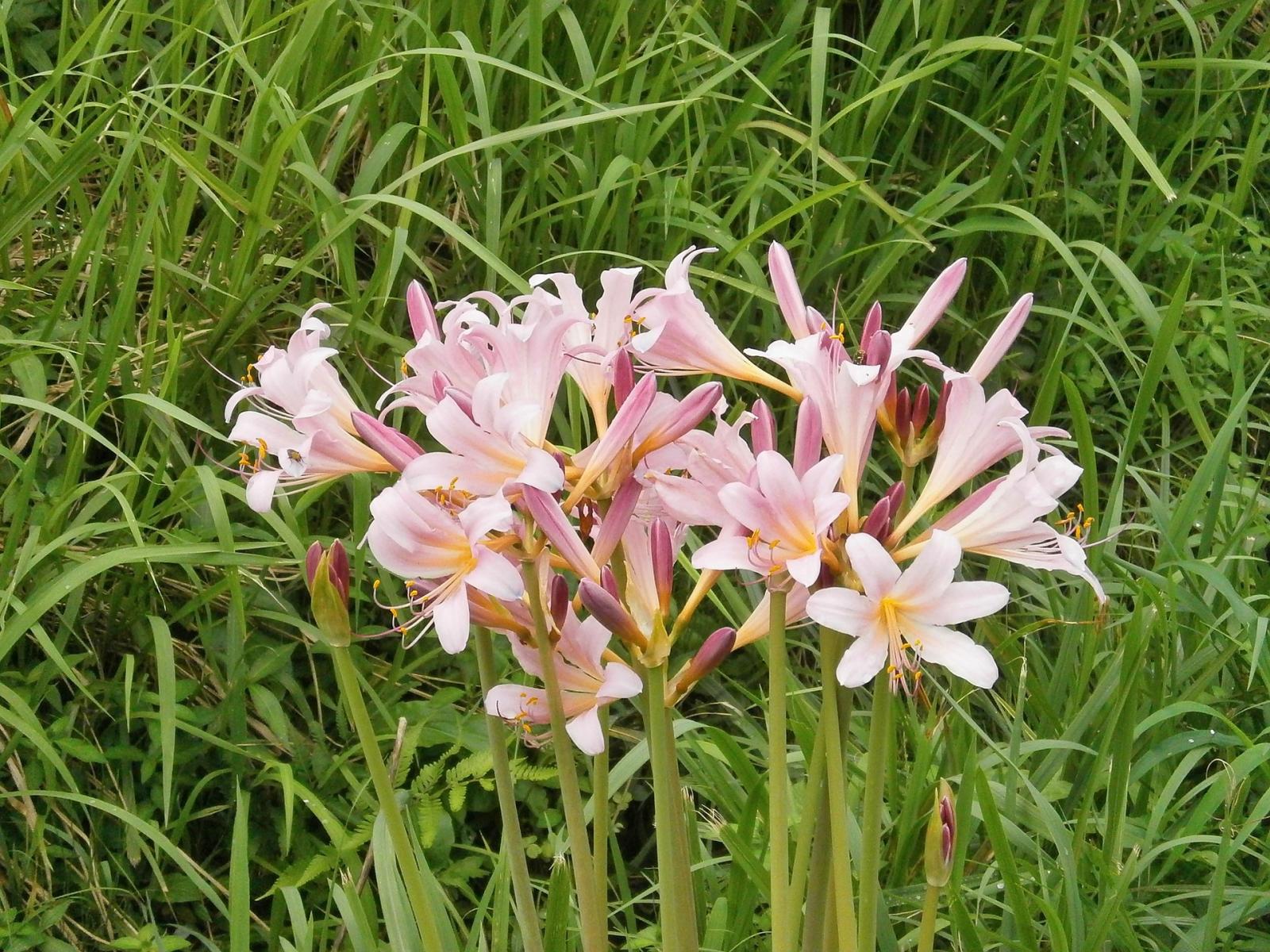 Image of surprise lily flowers. 