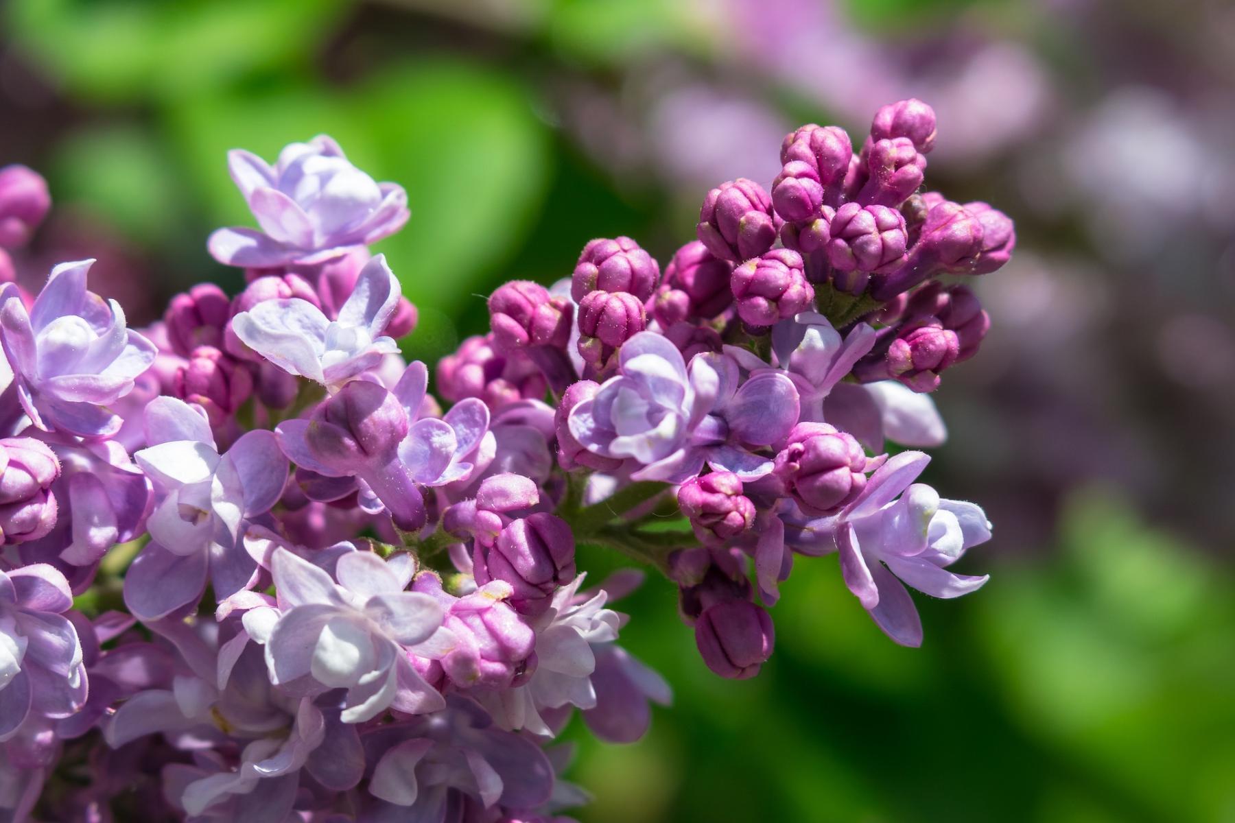  Picture of common purple Lilac
