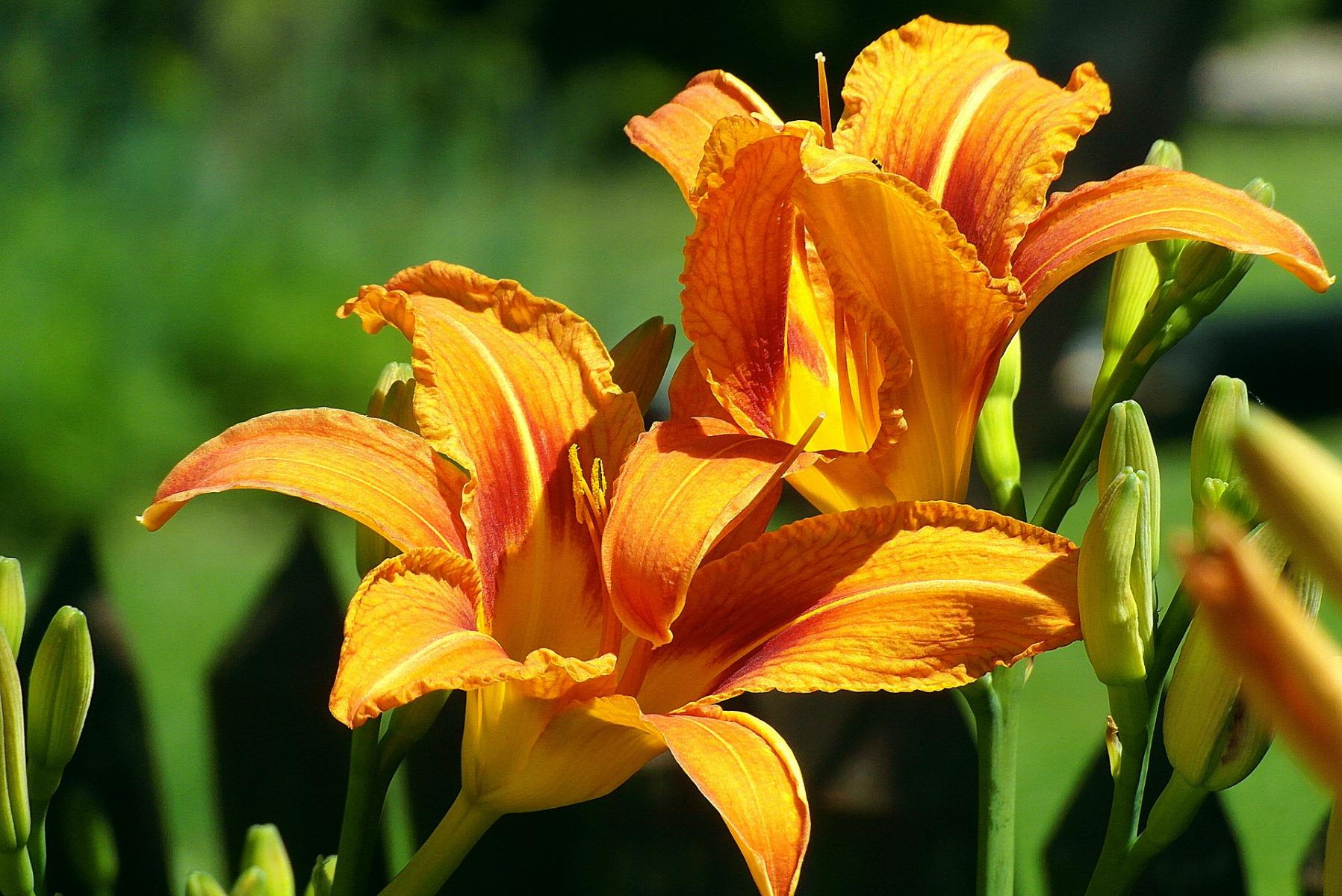 Sun-loving plants like daylily grow and bloom best in full sun.