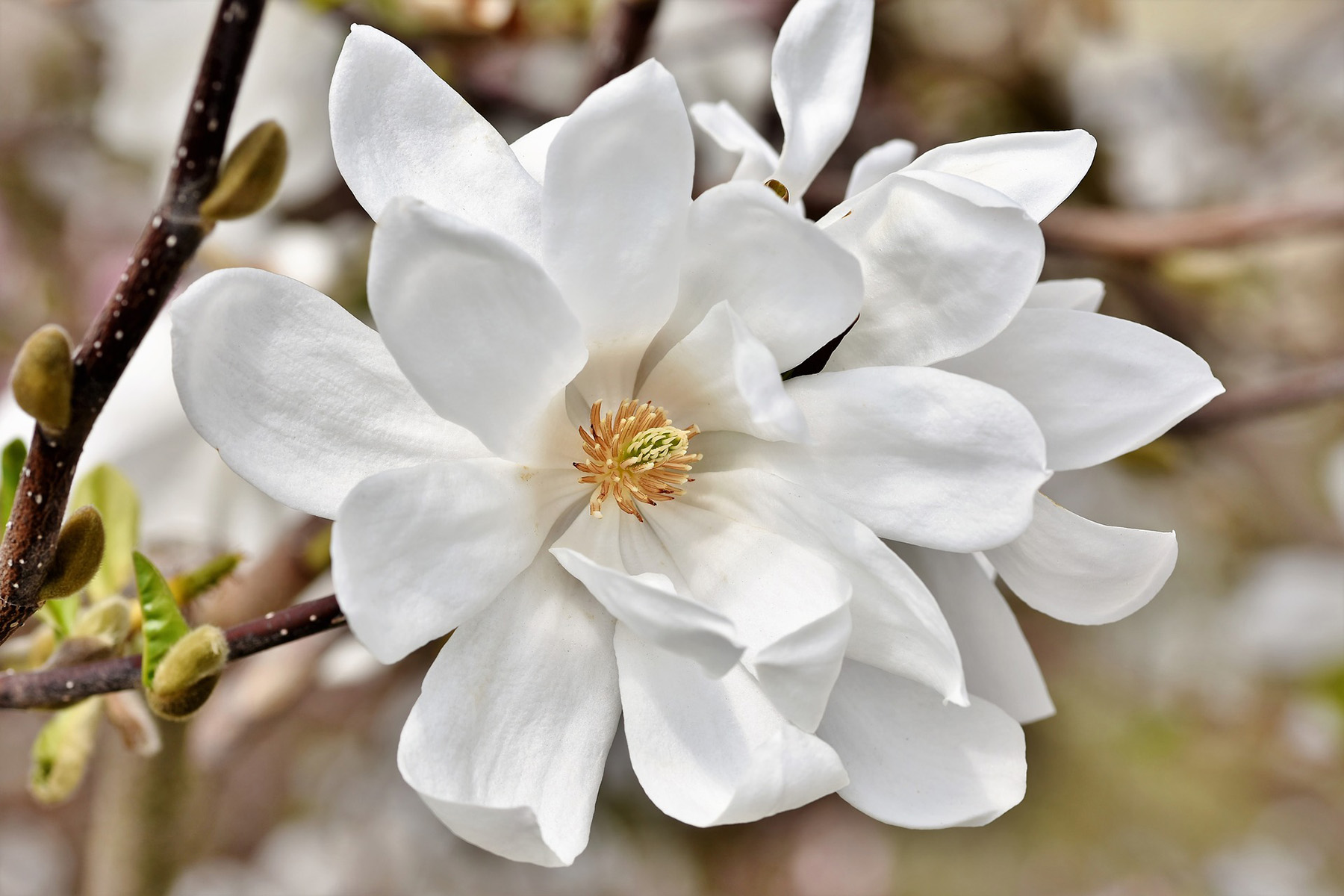 Picture of Magnolia flower