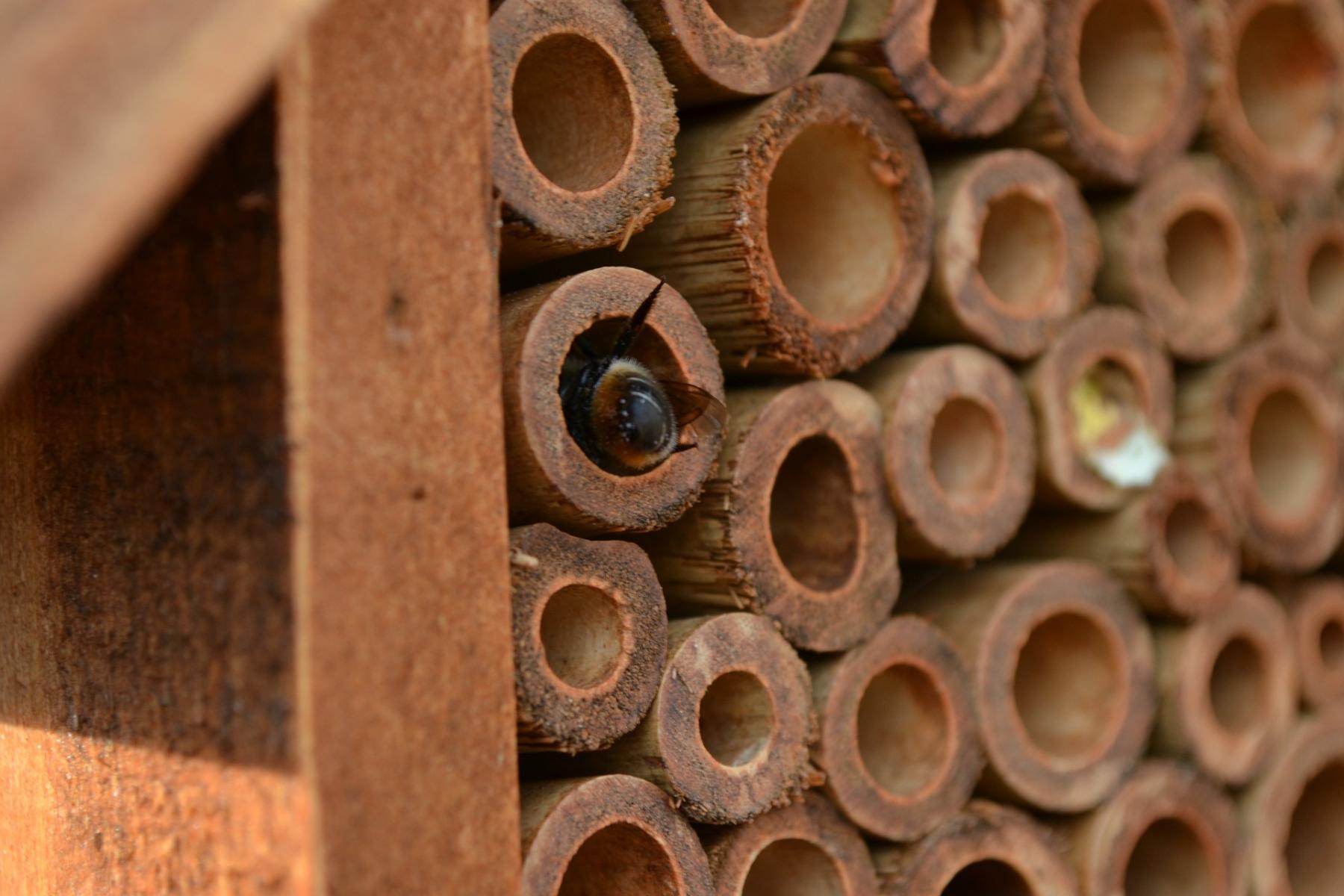 Picture of a bumble bee nesting site.