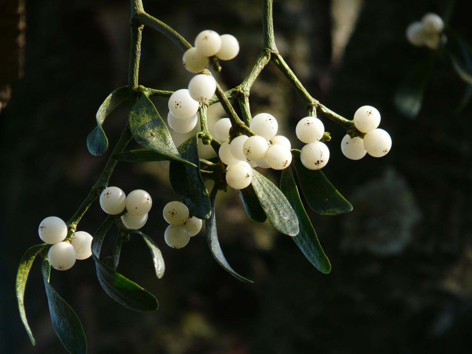 Picture of mistletoe-berries
